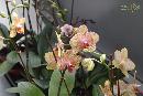 Orchidej 12